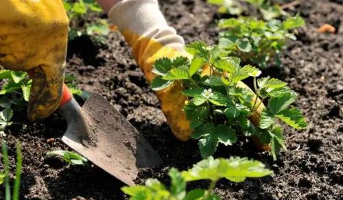 Пересадка взрослых кустов клубники. Посадка кустов клубники