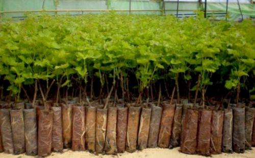 Размножение смородины в мае. Размножение смородины осенними черенками