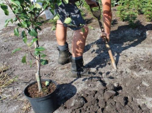 Как сажать саженцы с закрытой корневой системой. Преимущества закрытой корневой системы