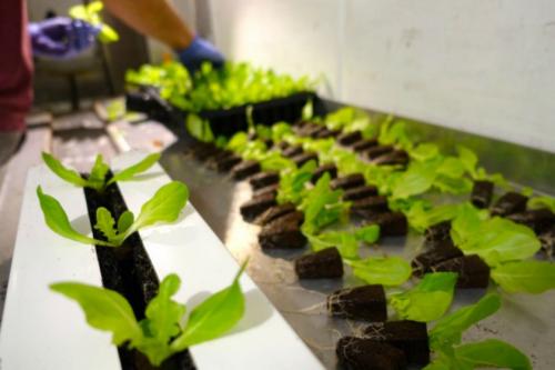 Гидропоника дома. Самодельная гидропоника — лучший способ для быстрого выращивания на воде! (148 фото)