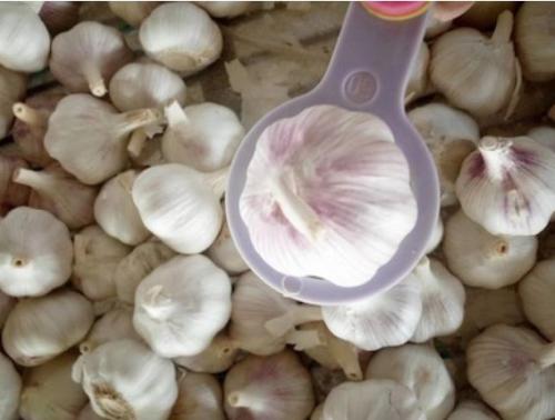 Урожайность чеснока с 1 га в россии 2019 по регионам. Какая урожайность чеснока с 1 га и 1 сотки 01