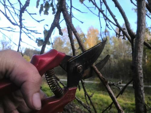 Чем и как подкормить яблони осенью. Чем подкормить яблоню осенью для хорошей зимовки и высокого урожая