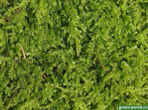 Как избавиться от мха на грядках. Описание сорняка 01 Как избавиться от мха на грядках. Описание сорняка 01