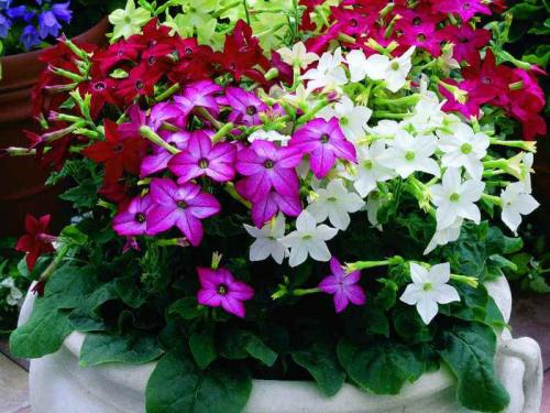 Когда срезать табак для сушки. Этапы сушки табака 12