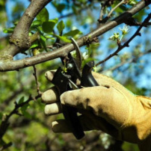 Как обрезать кустовую вишню. Как и когда правильно обрезать вишню