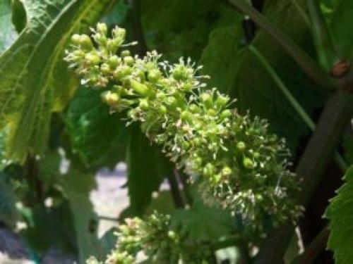 Почему виноград сбрасывает ягоды. Причины осыпания завязи на винограде