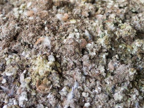 Перепревший куриный помет. Применение удобрения