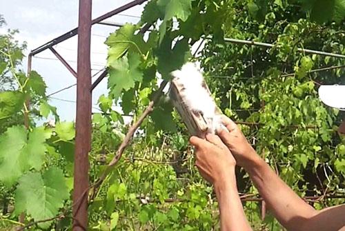 Виноград в башкирии уход осенью. Цветение винограда