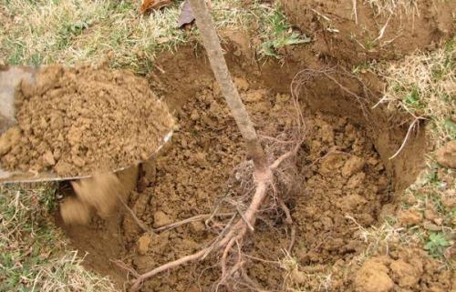 Расстояние между грушами. От чего зависит расстояние