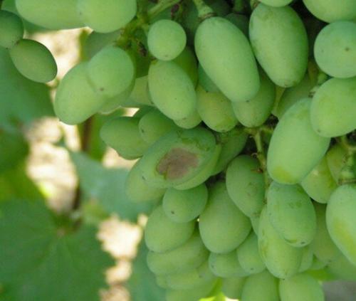 Почему у винограда вянут ягоды. Почему сохнут незрелые ягоды винограда?
