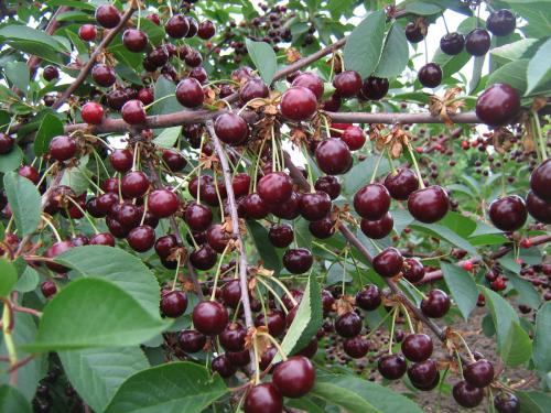 Порослевая вишня. Возможно ли вырастить вишню без поросли? Какой сорт не дает поросли