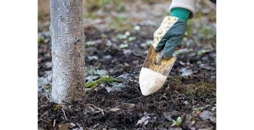 Чем подкармливать яблони в период плодоношения. Чем удобрять