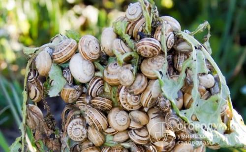 Как уничтожить улитки. Вредитель, скрытый покровом ночи