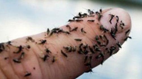 Черная мошка. Двукрылое насекомое