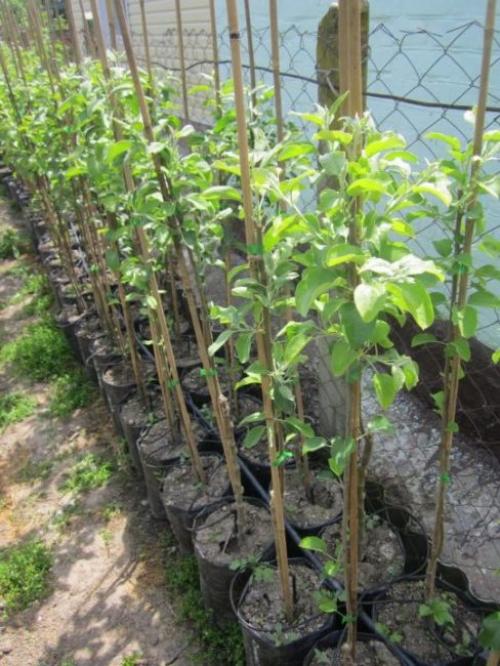 Как сажать саженцы с закрытой корневой системой. Преимущества закрытой корневой системы