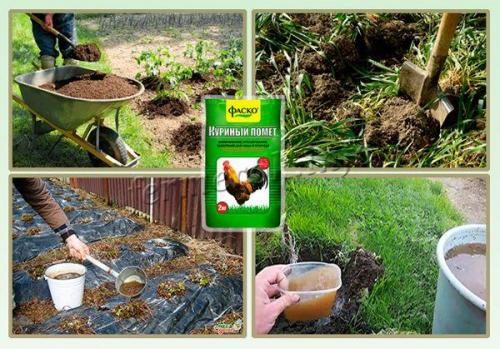 Куриный помет весной. Как применять куриный помет?