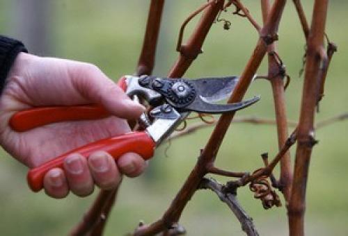 Обрезка винограда 1 часть. Как обрезать старый запущенный куст винограда +ВИДЕО