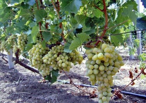 Расстояние яблони от яблони. Схема посадки в саду 06 Расстояние яблони от яблони. Схема посадки в саду 06