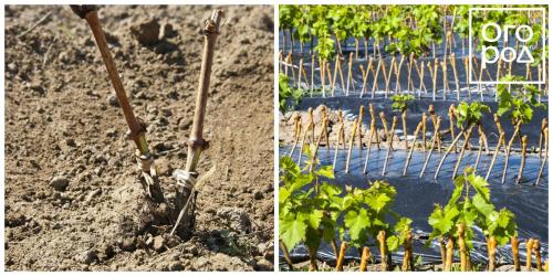 Уход осенью за молодым виноградом. Чеканка саженца винограда 02 Уход осенью за молодым виноградом. Чеканка саженца винограда 02