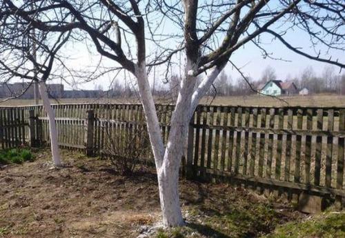 Побелка старых яблонь. Зачем белят деревья