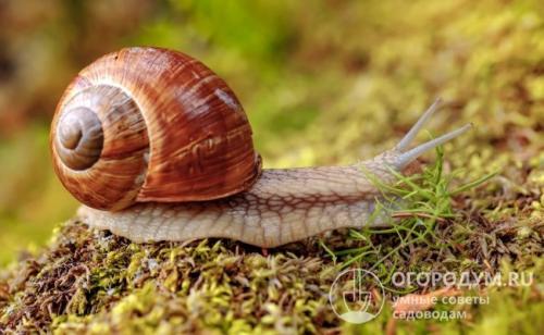 Как уничтожить улитки. Вредитель, скрытый покровом ночи