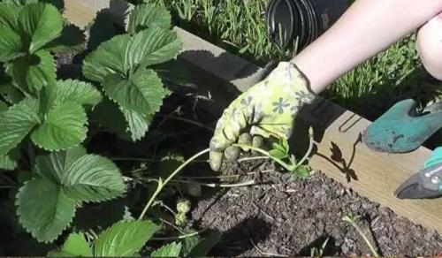 Пересадка взрослых кустов клубники. Посадка кустов клубники