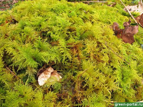 Как избавиться от мха на грядках. Описание сорняка 04 Как избавиться от мха на грядках. Описание сорняка 04