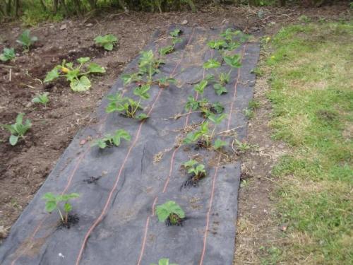 Чем обработать клубнику осенью перед посадкой. Заключение