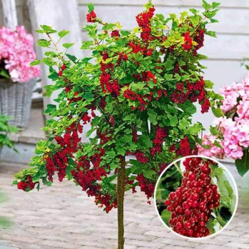 Смородина на штамбе посадка. Что такое штамбовая смородина?