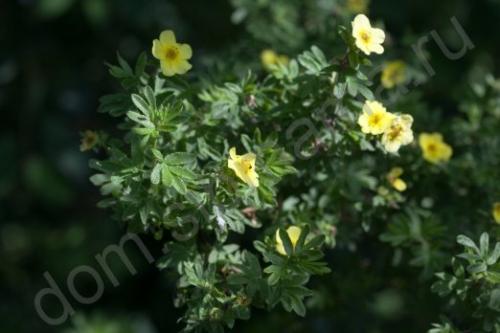 Полезные растения в саду и огороде. Полезные растения в саду 10 Полезные растения в саду и огороде. Полезные растения в саду 10