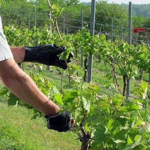 Обрезка винограда Изабелла осенью для новичков. Как обрезать побеги винограда осенью 01