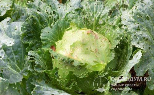 Как избавиться от гусениц на капусте народными средствами. Народные средства борьбы: безопасно и эффективно