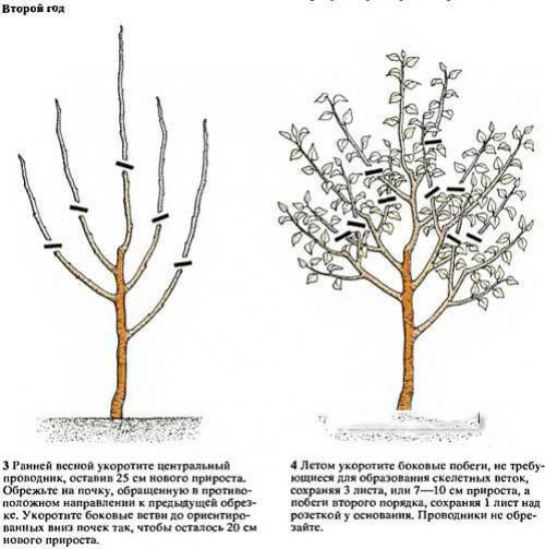 Обрезка груши при посадке. Обрезка груши весной видео для начинающих