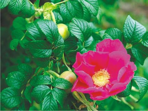 Полезные растения в саду и огороде. Полезные растения в саду 16 Полезные растения в саду и огороде. Полезные растения в саду 16