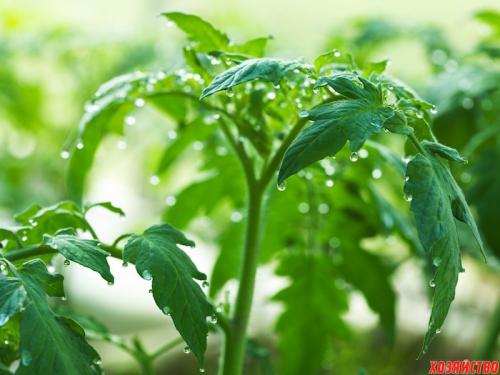 Когда прищипывать высокорослые помидоры. Описание технологии 03 Когда прищипывать высокорослые помидоры. Описание технологии 03