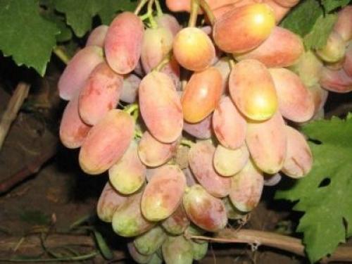 На, какой год плодоносит виноград преображение. Виноград преображение