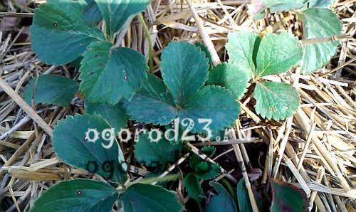 Уход за клубникой осенью после посадки. Уход за клубникой после осенней посадки