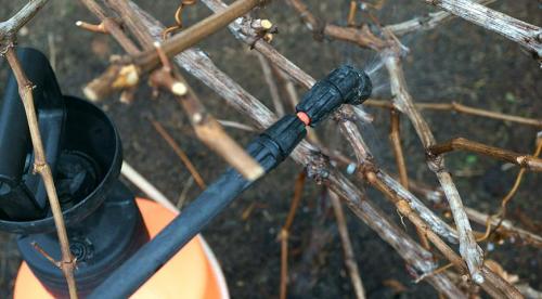 Подготовка виноградной лозы к зиме в подмосковье. Как правильно подготовить к зиме молодые кусты 03 Подготовка виноградной лозы к зиме в подмосковье. Как правильно подготовить к зиме молодые кусты 03