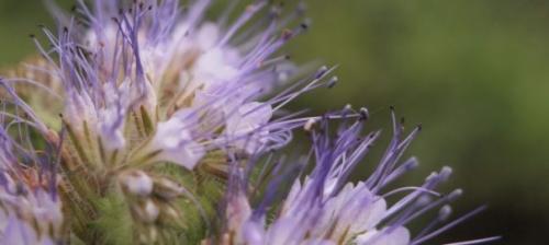 Фацелия свойства и применение. Фацелия (Phacelia) 04 Фацелия свойства и применение. Фацелия (Phacelia) 04