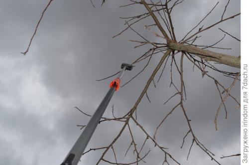 Обрезка 5 летней яблони. Обрезка яблони