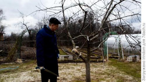 Обрезка 5 летней яблони. Обрезка яблони