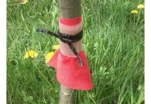 Обработка яблонь после цветения. Периоды и сроки летних обработок