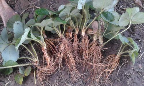 Обработка клубники осенью от болезней и вредителей. Осенняя обработка клубники