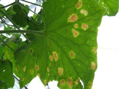 Почему желтеют огурцы в открытом грунте. Почему у огурцов желтеют края листьев?