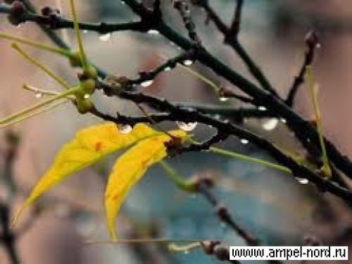 Когда поливать осенью виноград. подзимний полив винограда