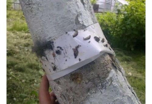 Обработка яблонь после цветения. Периоды и сроки летних обработок