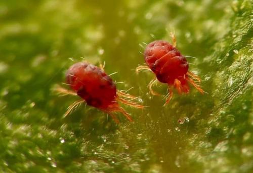 Опадают листья у перцев. Почему у перца опадают листья 07