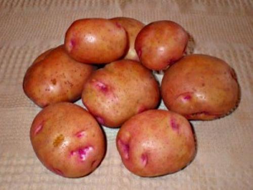 Сорта картофеля в украине. Сорта картофеля для Юга Украины: фото и описание