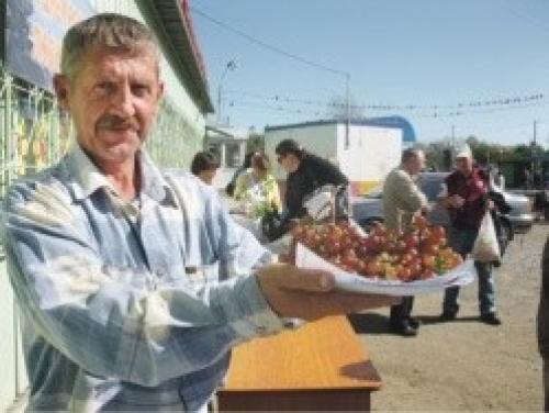 Посадка винограда в хабаровске. Сорта винограда приморской селекции, пригодные для Хабаровского края