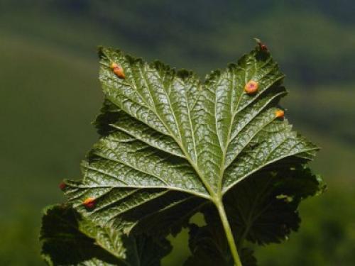 Как обрабатывать крыжовник. Для чего нужна обработка крыжовника весной: от, каких вредителей и болезней будем защищать кусты